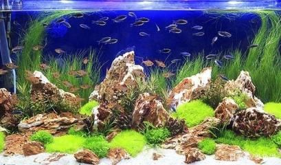 魚缸生態(tài)系統(tǒng)加入硝化細(xì)菌后魚缸水發(fā)白的原因及疾病預(yù)防措施：硝化細(xì)菌對(duì)于魚缸生態(tài)系統(tǒng)的作用