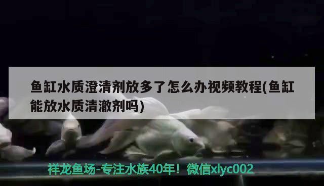 老虎魚石頭魚能混養嗎（可以和水虎魚混養的魚）