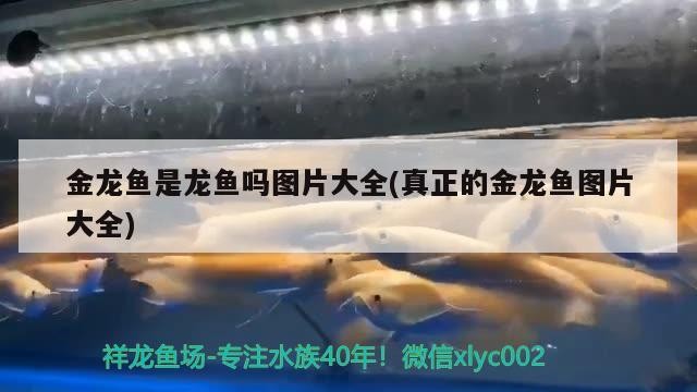 老虎魚石頭魚能混養嗎（可以和水虎魚混養的魚）
