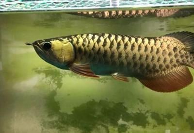 金龍魚發色階段怎么看 金龍魚發色階段怎么看 龍魚百科 第3張