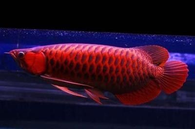 龍魚時(shí)不時(shí)趴缸