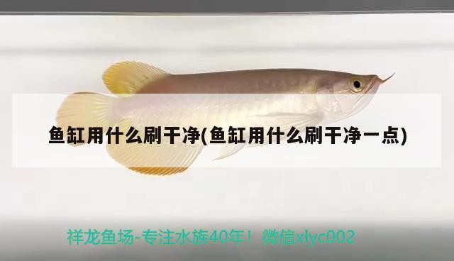 金龍魚虎魚混養（金龍魚虎魚混養用什么底色好）