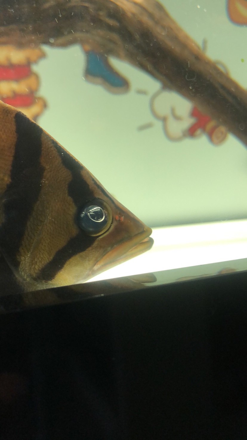 虎魚眼睛有氣泡
