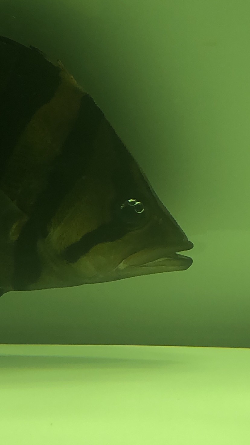 虎魚眼睛有氣泡