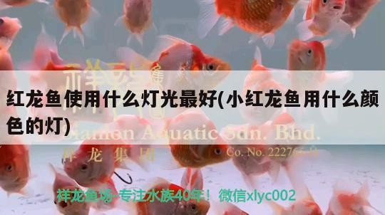 虎紋銀板魚適合水溫（銀板魚和水虎魚區別）