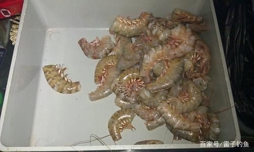 老虎魚活餌保存方法，老虎魚活餌的保存方法