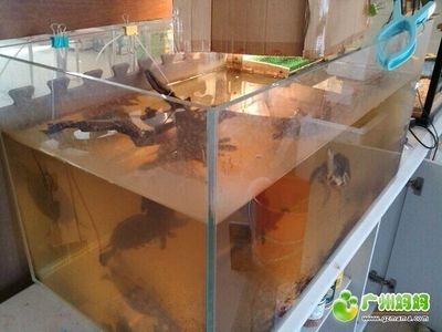 廣州二手魚缸交易平臺選擇二手魚缸交易平臺的選擇：如何選擇二手魚缸交易平臺 廣州二手魚缸交易平臺選擇二手魚缸交易平臺的選擇：如何選擇二手魚缸交易平臺 魚缸百科 第3張