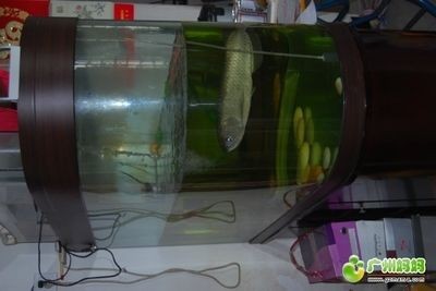 廣州二手魚缸交易平臺選擇二手魚缸交易平臺的選擇：如何選擇二手魚缸交易平臺 廣州二手魚缸交易平臺選擇二手魚缸交易平臺的選擇：如何選擇二手魚缸交易平臺 魚缸百科 第4張
