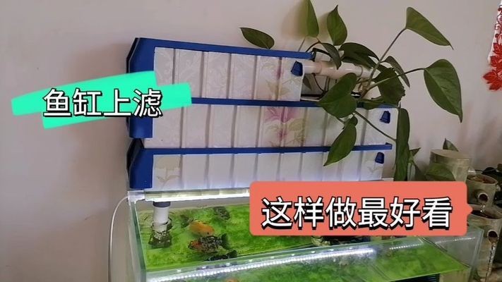 多大的魚缸可以養銀龍魚呢（多大的魚缸可以養銀龍魚呢視頻）