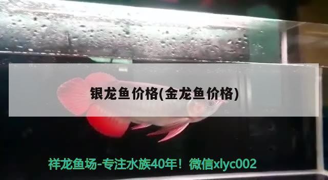 銀龍魚價格(金龍魚價格)