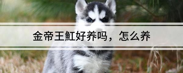 養(yǎng)銀龍魚需要準(zhǔn)備什么（養(yǎng)銀龍魚需要準(zhǔn)備什么東西） 養(yǎng)銀龍魚需要準(zhǔn)備什么（養(yǎng)銀龍魚需要準(zhǔn)備什么東西） 銀龍魚百科 第2張
