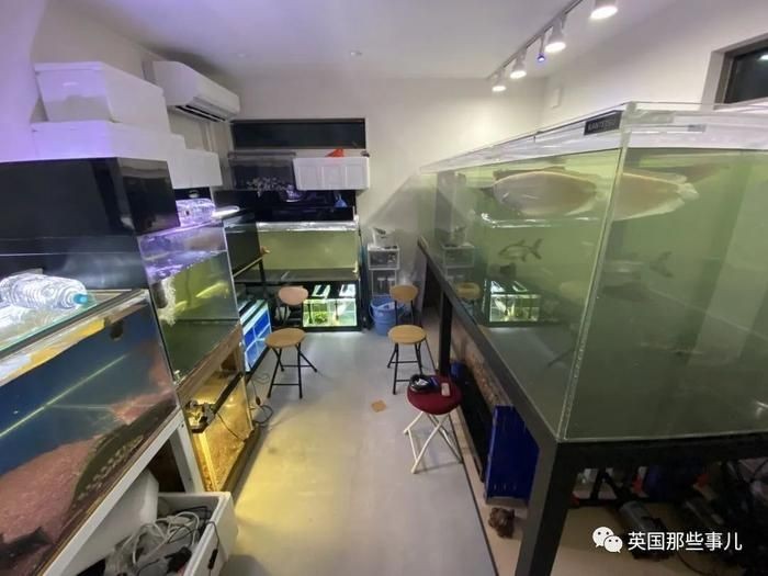 房間養魚的風水講究：臥室養魚必須注意五大原則：不可犯了“沒頂水”或稱“淋頭水” 房間養魚的風水講究：臥室養魚必須注意五大原則：不可犯了“沒頂水”或稱“淋頭水” 魚缸百科 第3張