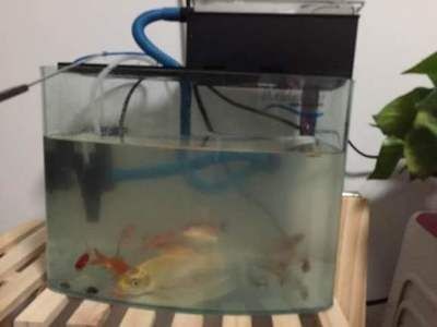 淡水魚缸水渾濁的常見原因及解決方法：淡水魚缸水渾濁的原因及解決方法 淡水魚缸水渾濁的常見原因及解決方法：淡水魚缸水渾濁的原因及解決方法 魚缸百科 第2張