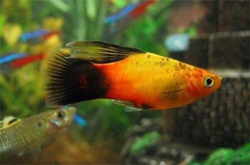 銀龍魚是怎樣繁殖的（銀龍魚是怎樣繁殖的視頻） 銀龍魚是怎樣繁殖的（銀龍魚是怎樣繁殖的視頻） 銀龍魚百科