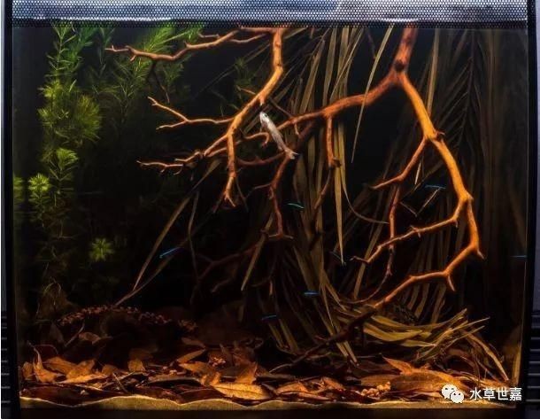 黑色背景魚缸造景的技巧：黑色背景魚缸造景技巧