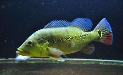 申古三間魚最佳飼養環境，申古三間魚的最佳飼養環境