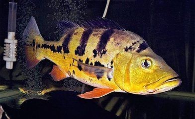 申古三間魚最佳飼養環境，申古三間魚的最佳飼養環境