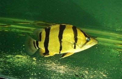 虎魚生活環境優化指南，虎魚適合生活的水溫范圍在18℃至22℃之間，虎魚飼養水質要求 虎魚生活環境優化指南，虎魚適合生活的水溫范圍在18℃至22℃之間，虎魚飼養水質要求 虎魚百科 第1張