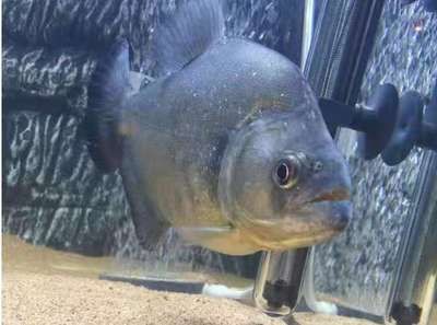 虎魚生活環境優化指南，虎魚適合生活的水溫范圍在18℃至22℃之間，虎魚飼養水質要求 虎魚生活環境優化指南，虎魚適合生活的水溫范圍在18℃至22℃之間，虎魚飼養水質要求 虎魚百科 第3張