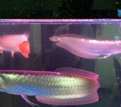 龍魚七彩混養怎么喂食 龍魚七彩混養怎么喂食 龍魚百科 第1張