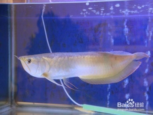 飼料 銀龍魚鱗上發白什么原因引起的(銀龍魚鱗上發白什么原因引起的呢) 銀龍魚百科 銀龍魚鱗上發白什么原因引起的(銀龍魚鱗上發白什么原因引起的呢) 銀龍魚鱗上發白什么原因引起的(銀龍魚鱗上發白什么原因引起的呢) 銀龍魚百科
