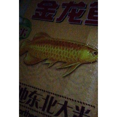 金龍魚三天不喂可以嗎