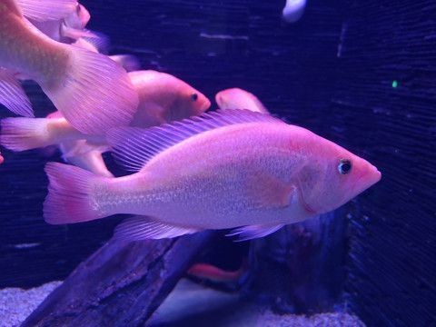 紅老虎魚的繁殖習性，紅老虎魚的繁殖習性顯示了它們的領地性和攻擊性和攻擊性