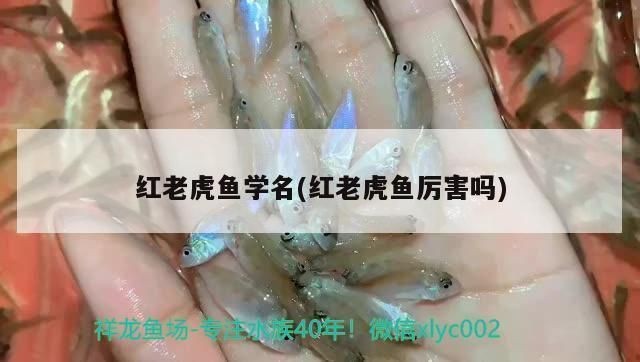 紅老虎魚的繁殖習性，紅老虎魚的繁殖習性顯示了它們的領地性和攻擊性和攻擊性