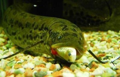 紅老虎魚的繁殖習性，紅老虎魚的繁殖習性顯示了它們的領地性和攻擊性和攻擊性