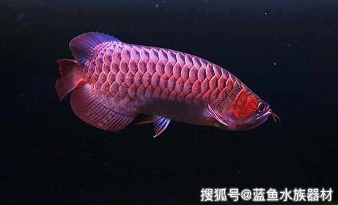 紅木魚缸架的選擇與養護：紅木家具與魚缸裝飾的搭配技巧紅木家具與魚缸的搭配技巧