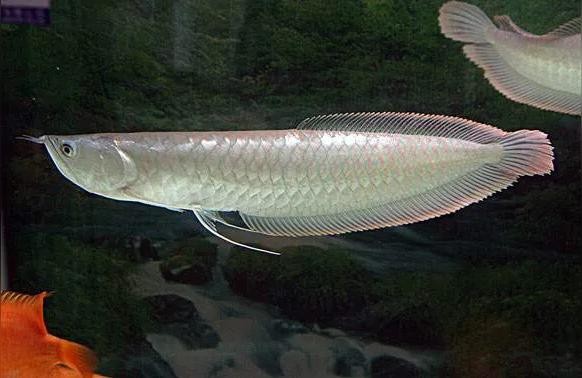 金龍魚(yú)銀龍魚(yú):40公分的銀龍魚(yú)和17公分的金龍魚(yú)能混養(yǎng)嗎