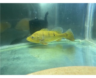 銀龍魚咬其他魚怎么回事（銀龍魚咬其他魚怎么回事啊）