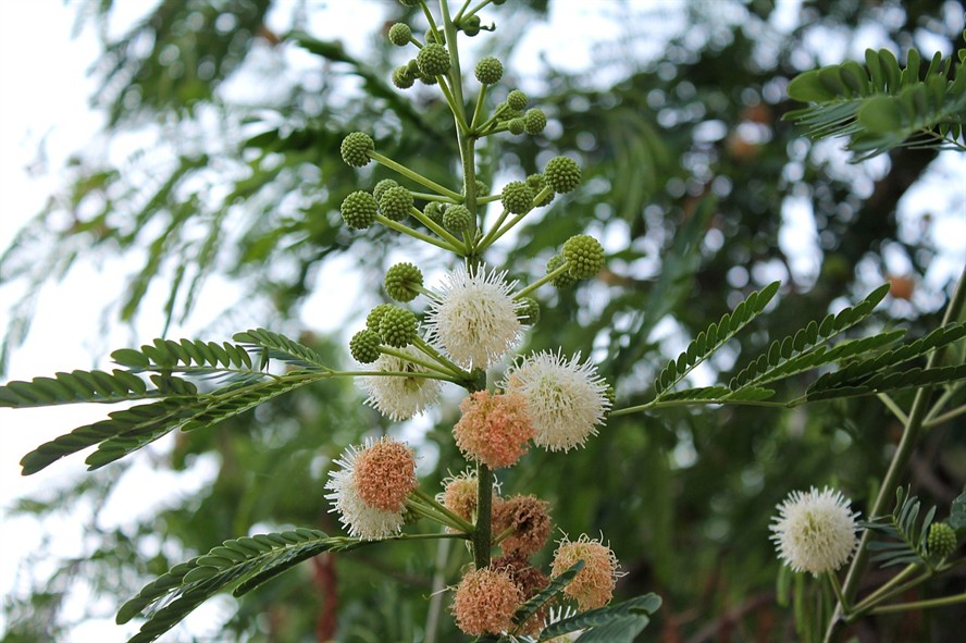 藍面虎皮天堂鳥（天空藍虎皮） 藍面虎皮天堂鳥（天空藍虎皮） 虎魚百科 第2張