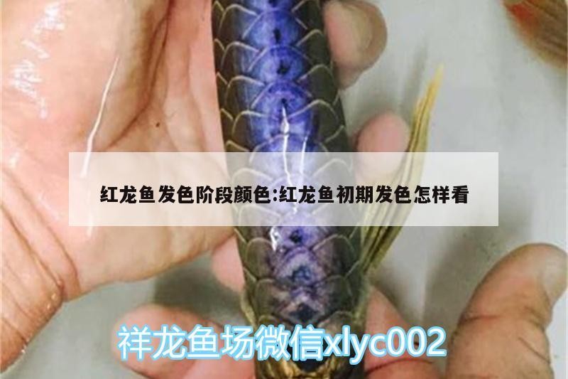 紅龍魚發色階段顏色:紅龍魚初期發色怎樣看 紅龍魚發色階段顏色:紅龍魚初期發色怎樣看 虎魚百科