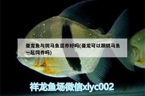 陽東縣東城鎮(zhèn)御龍居水族館(陽東縣東城鎮(zhèn)御龍居水族館電話) 全國水族館企業(yè)名錄 第1張 陽東縣東城鎮(zhèn)御龍居水族館(陽東縣東城鎮(zhèn)御龍居水族館電話) 陽東縣東城鎮(zhèn)御龍居水族館(陽東縣東城鎮(zhèn)御龍居水族館電話) 全國水族館企業(yè)名錄 第1張