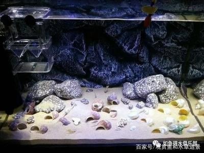 汕尾市城區七彩彩虹水族館（汕尾市城區七彩彩虹水族館電話）