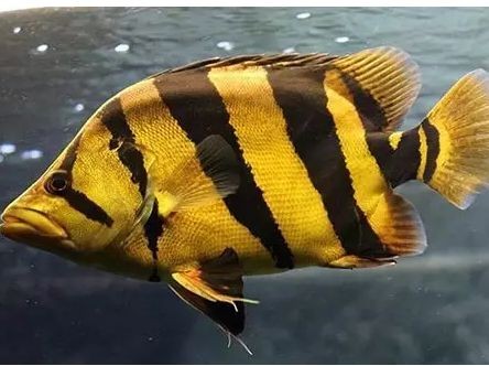 三紋虎魚(yú)常見(jiàn)疾病預(yù)防，三紋虎魚(yú)常見(jiàn)疾病預(yù)防三紋虎魚(yú)真菌感染需注意以下幾點(diǎn)