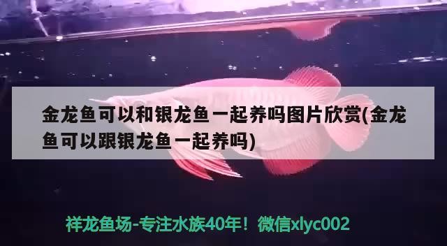 金龍魚可以和銀龍魚一起養嗎圖片欣賞(金龍魚可以跟銀龍魚一起養嗎)