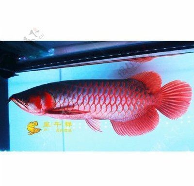 高州市七彩水族館（高州市七彩水族館電話）
