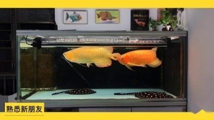 龍魚嘴袋發(fā)黑 龍魚嘴袋發(fā)黑 龍魚百科 第1張