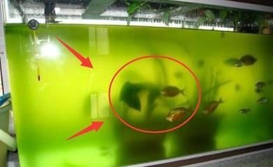 徹底清洗魚缸的方法視頻教學:徹底清洗魚缸的方法 魚缸百科 第2張 徹底清洗魚缸的方法視頻教學:徹底清洗魚缸的方法 徹底清洗魚缸的方法視頻教學:徹底清洗魚缸的方法 魚缸百科 第2張