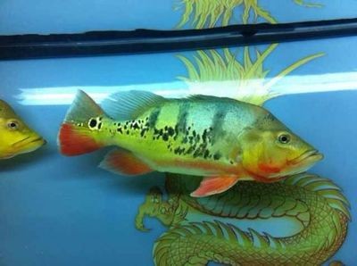 雅軒水族（雅軒水族館） 雅軒水族（雅軒水族館） 全國水族館企業名錄 第1張