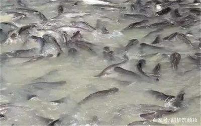 銀龍魚的食物有哪些圖片（銀龍魚的食物有哪些圖片大全）