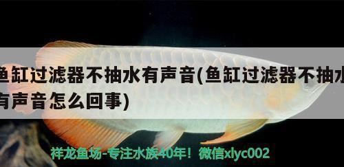 銀龍魚孵化過程圖片（銀龍魚孵化過程圖片大全）