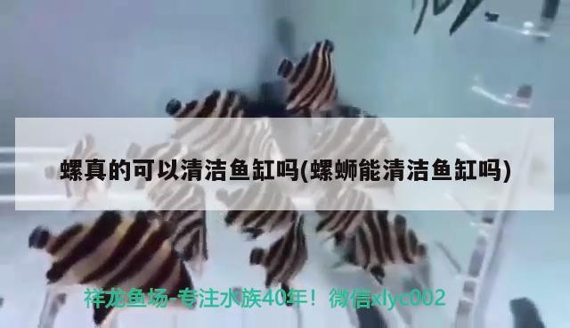 虎頭金魚與貓獅金魚的區別（虎頭金魚與貓獅金魚的區別是什么）