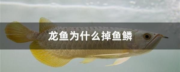 龍魚驅蟲多久喂食
