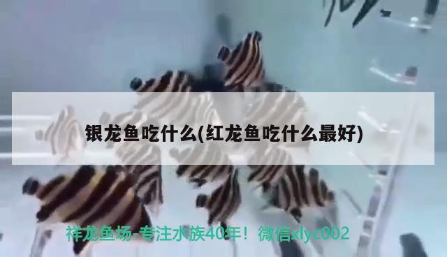 龍魚干蝦有營養嗎 銀龍魚吃什么(紅龍魚吃什么最好) 銀龍魚百科 銀龍魚吃什么(紅龍魚吃什么最好) 銀龍魚吃什么(紅龍魚吃什么最好) 銀龍魚百科