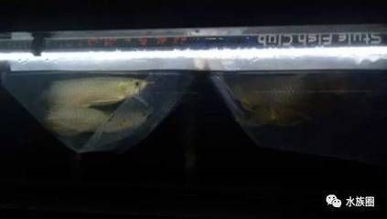 龍魚水溫35度有危險(xiǎn)嗎