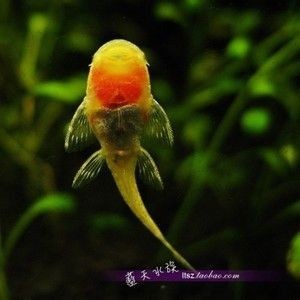 龍魚外傷恢復(fù)需要多長(zhǎng)時(shí)間，如何判斷龍魚外傷恢復(fù)期間需要注意什么？