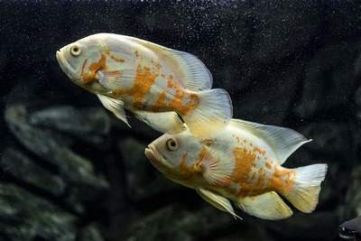 銀龍魚的喂養(yǎng)方法視頻（銀龍魚的喂養(yǎng)方法視頻教程） 銀龍魚的喂養(yǎng)方法視頻（銀龍魚的喂養(yǎng)方法視頻教程） 銀龍魚百科 第1張